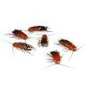 Box 500 Blatte lateralis medie
