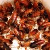 Box 1kg Blatte Lateralis Medie - Circa 7.000 pezzi