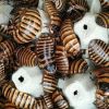 BOX 1KG Elliptorhina javanica Subadulte