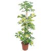 Schefflera arboricola