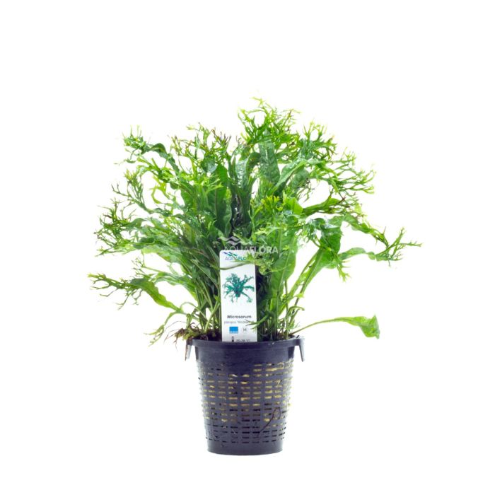 Microsorum pteropus Windelov XL 'Pianta Madre'