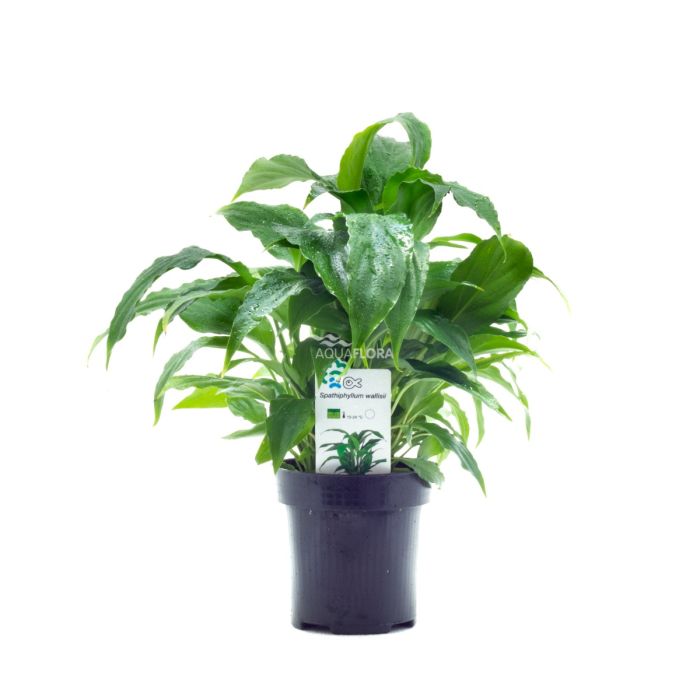 Spathiphyllum Wallisii XL 'Pianta madre'