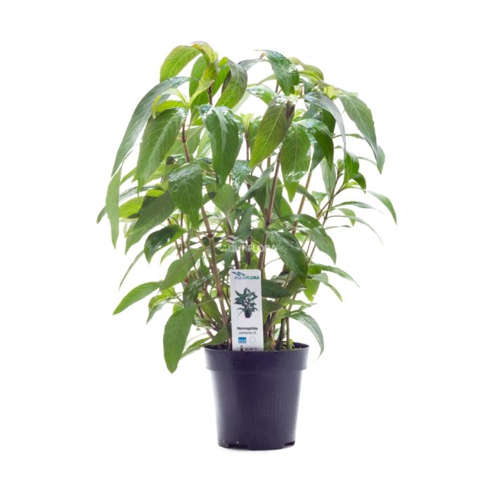 Hygrophila Corymbosa Thailand (Siamensis) XL 'Pianta Madre'