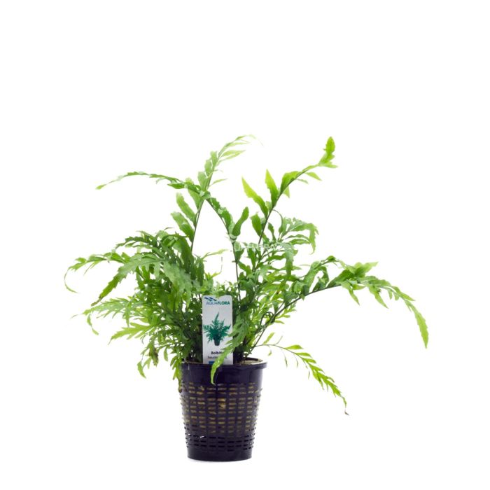 Bolbitis heudelotii XL "Pianta Madre"