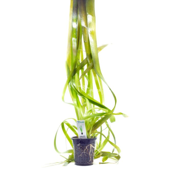 Vallisneria Gigantea XL 'Pianta madre'