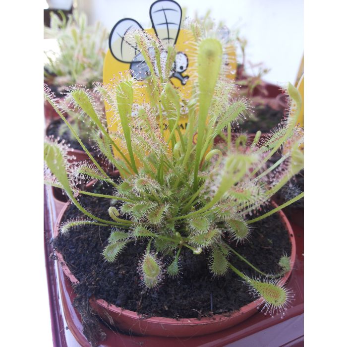 Pianta Carnivora Drosera Nidiformis