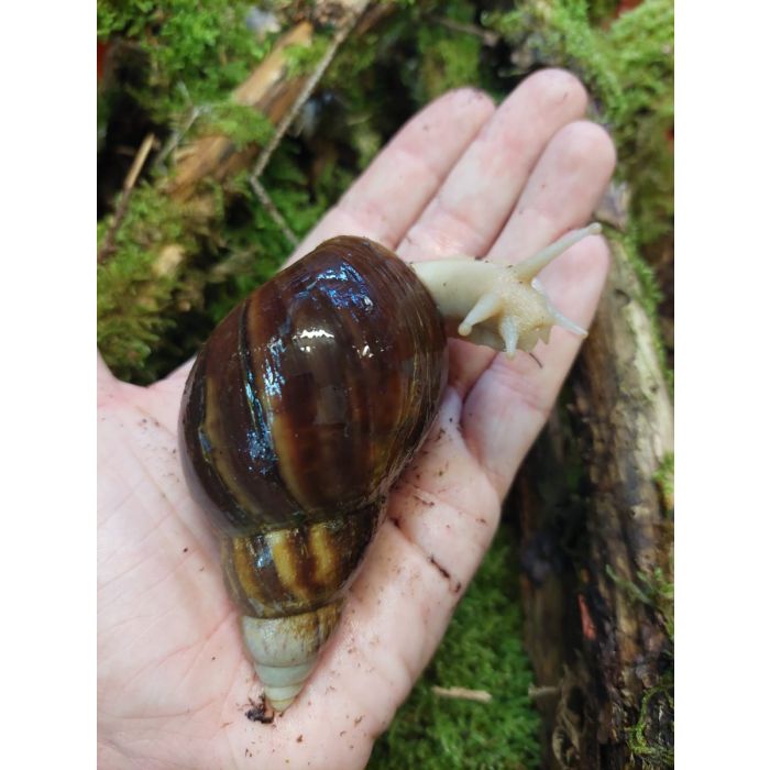 Achatina Fulica White Jade TAGLIA LARGE - Lumaca Gigante Africana