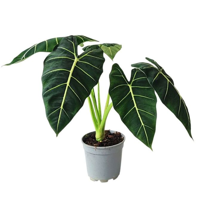 Alocasia Frydek