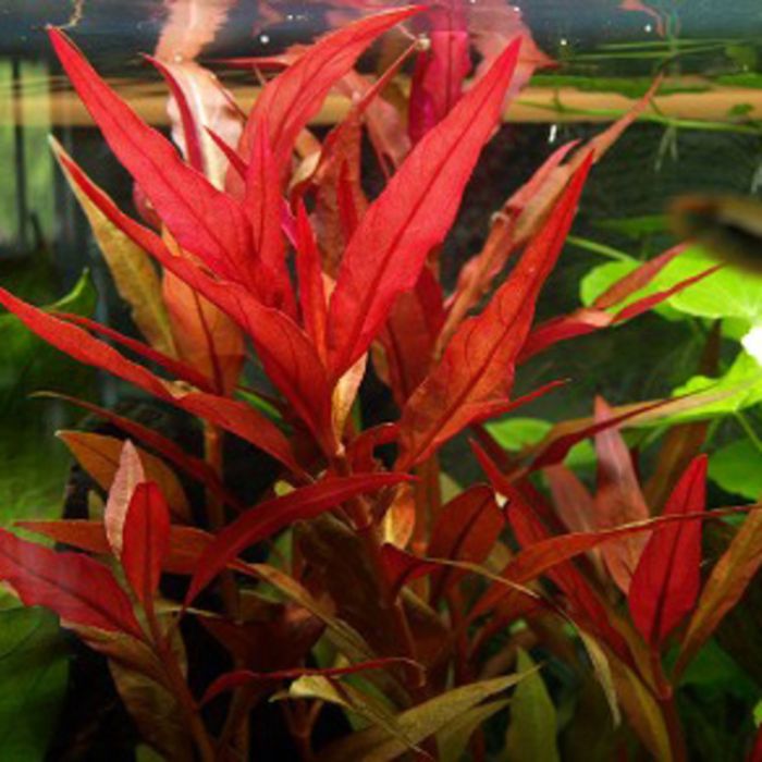 Alternanthera Splendida