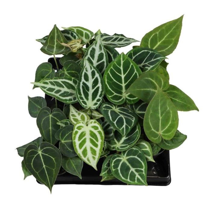 Anthurium Mix