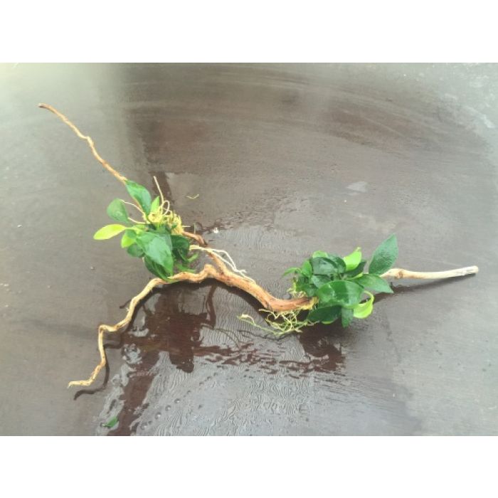 Legno Di Java Con 2 Piante Di Anubias