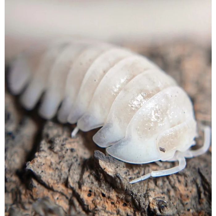 Armadillidium nasatum snow