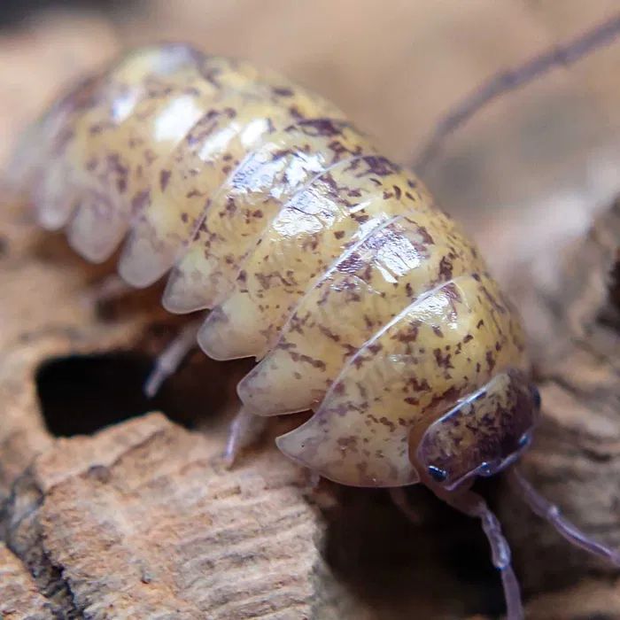Armadillidium badium Yellow calico