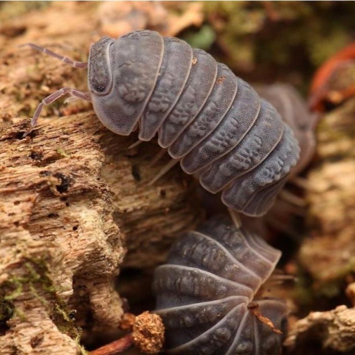 Armadillidium tuberculatus - Isopodi deserticoli