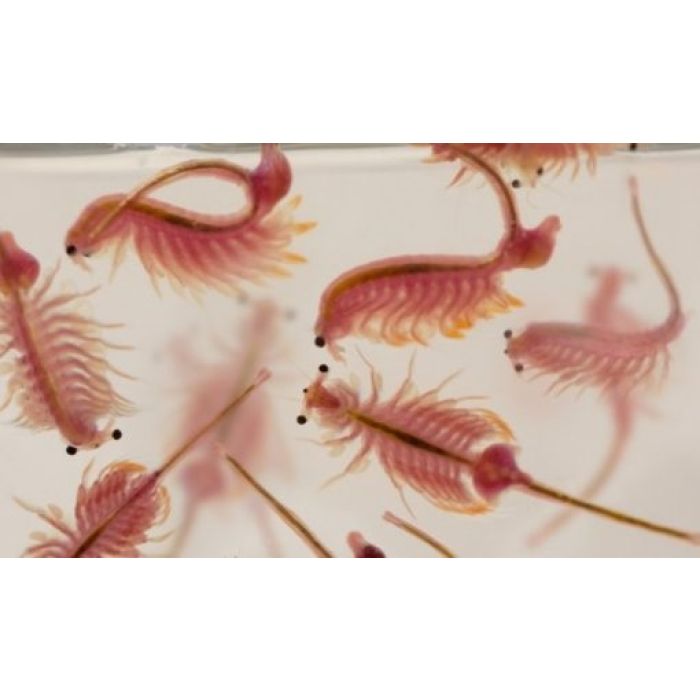 Artemia salina viva 80 ml - cibo vivo per pesci tropicali e marini