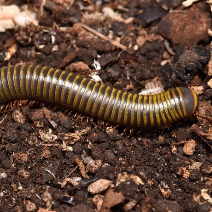 Aulacobolus sp. Borneo