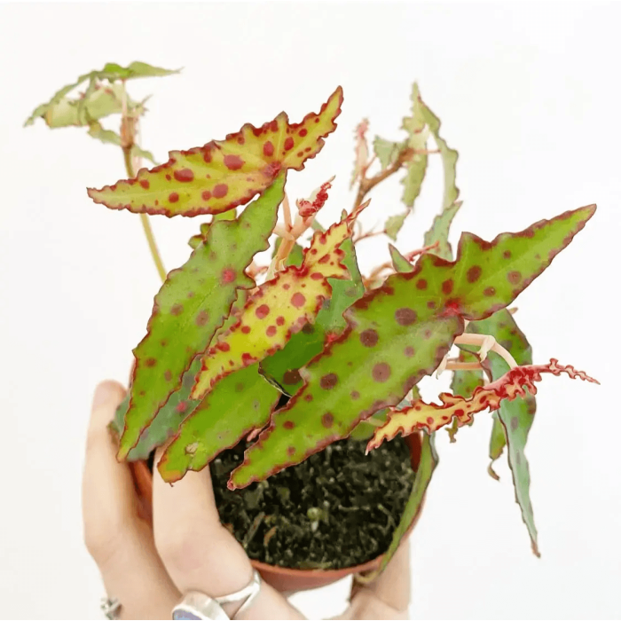 Begonia amphioxus