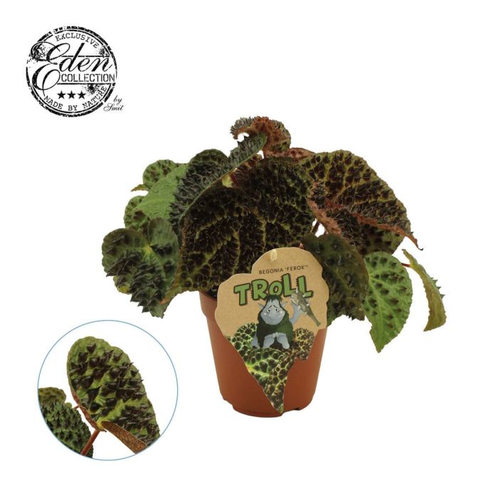 Begonia rex Ferox