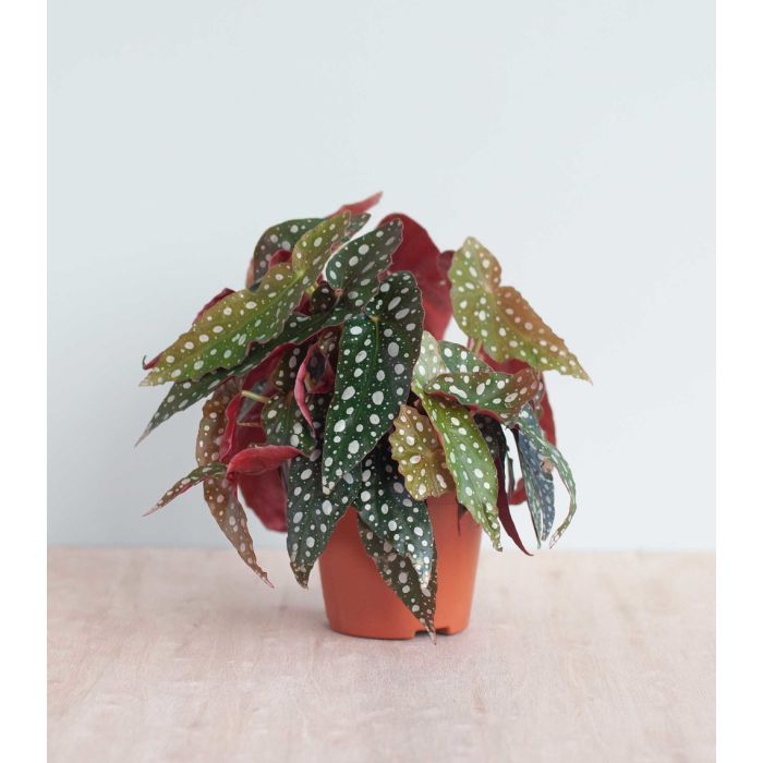 Begonia Maculata Wightii