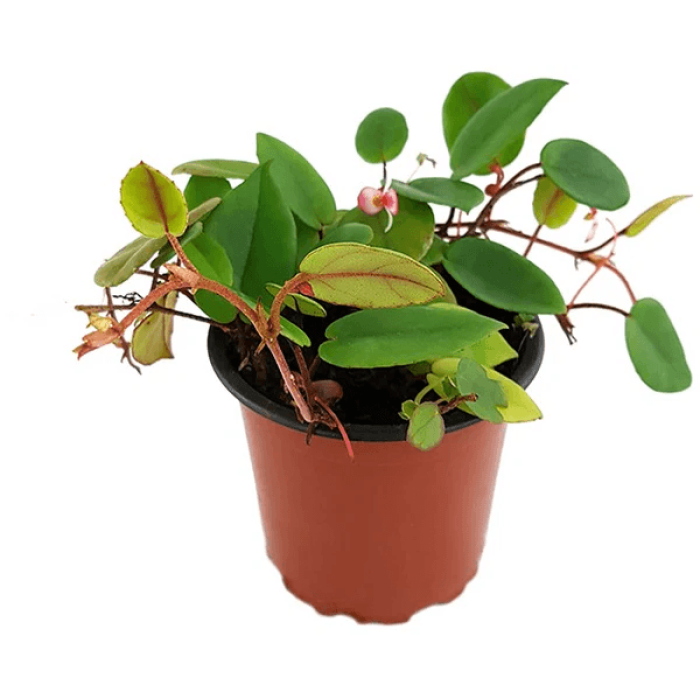 Begonia schultzii