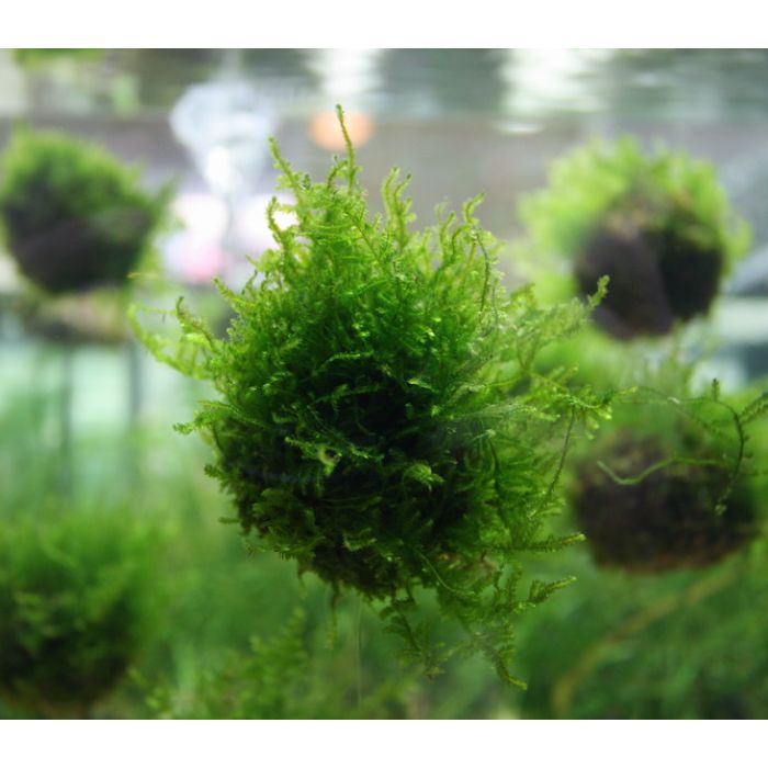 Palline Galleggianti con Muschio di Java - Biosphere floating ball