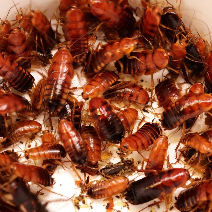 Blatte lateralis - Scatolette