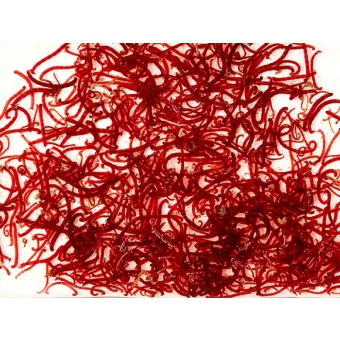 Chironomus rossi vivi 80 ml - cibo vivo per pesci tropicali e marini