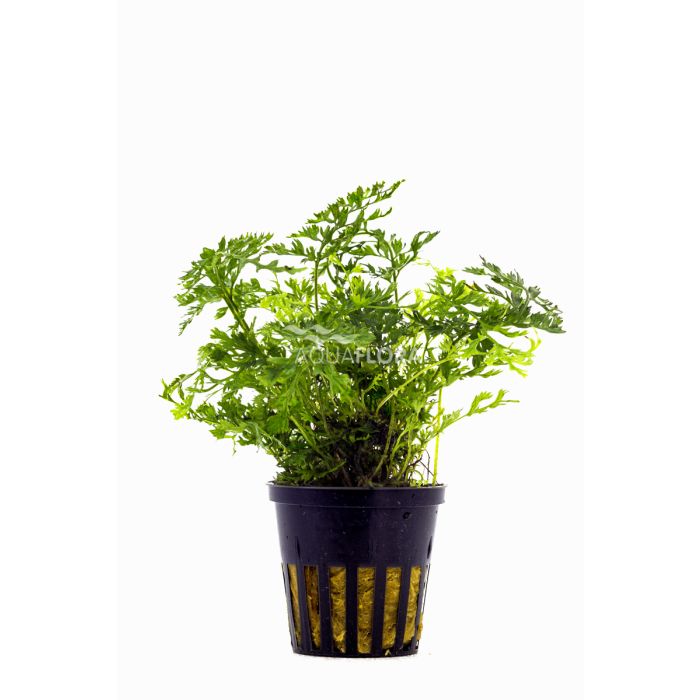 Aquaflora - Bolbitis heteroclita "Difformis"