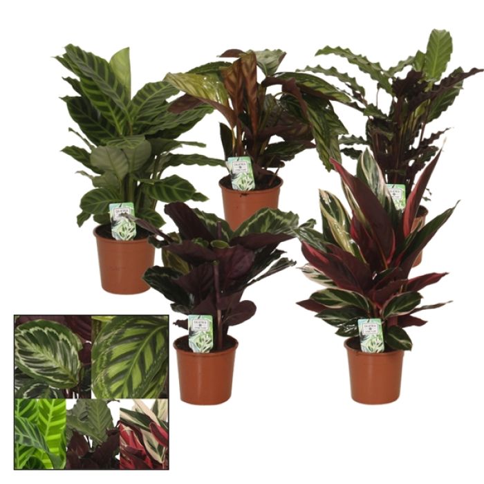 Calathea Mix taglia da 50cm