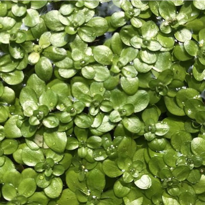 Erba Gamberaia Callitriche Verna