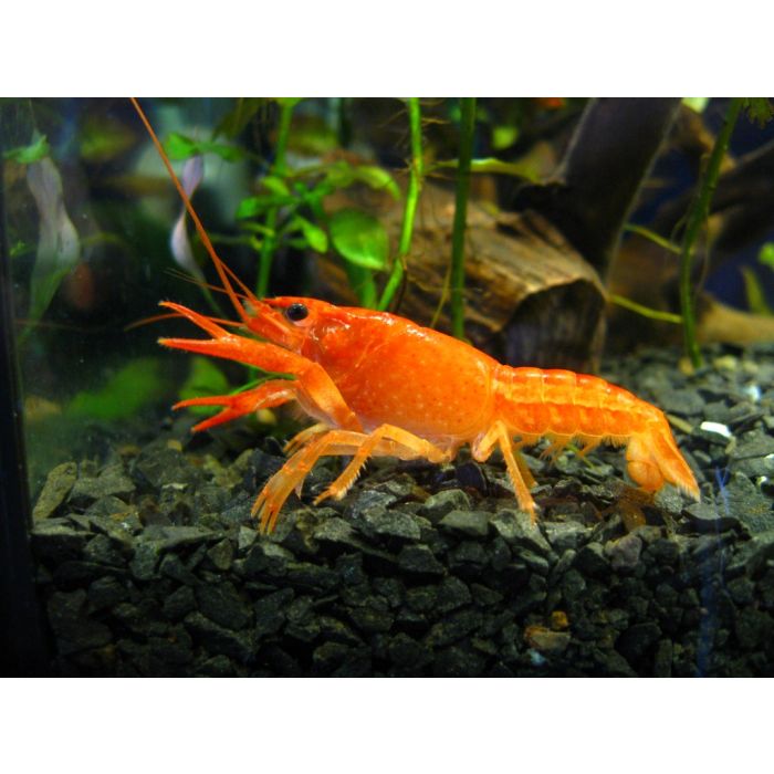 Cambarellus Patzcuarensis - Orange