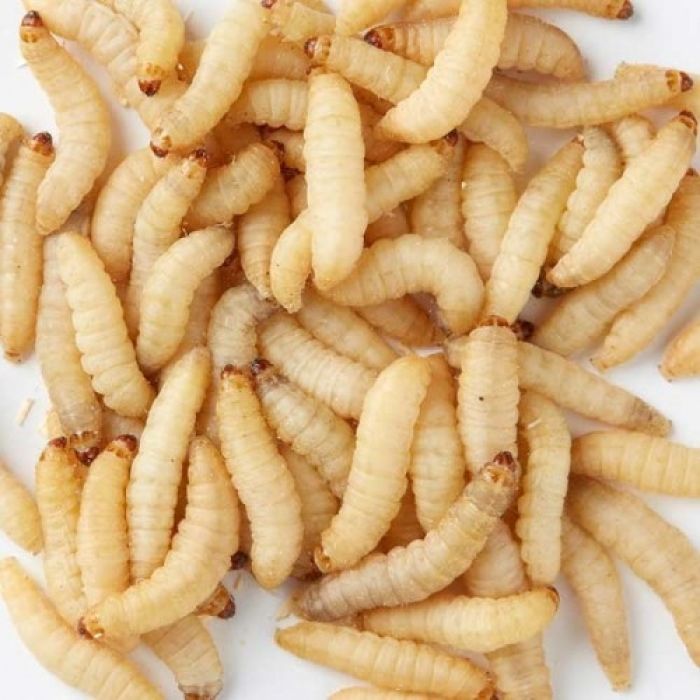 Camole del miele Congelate - 500gr.
