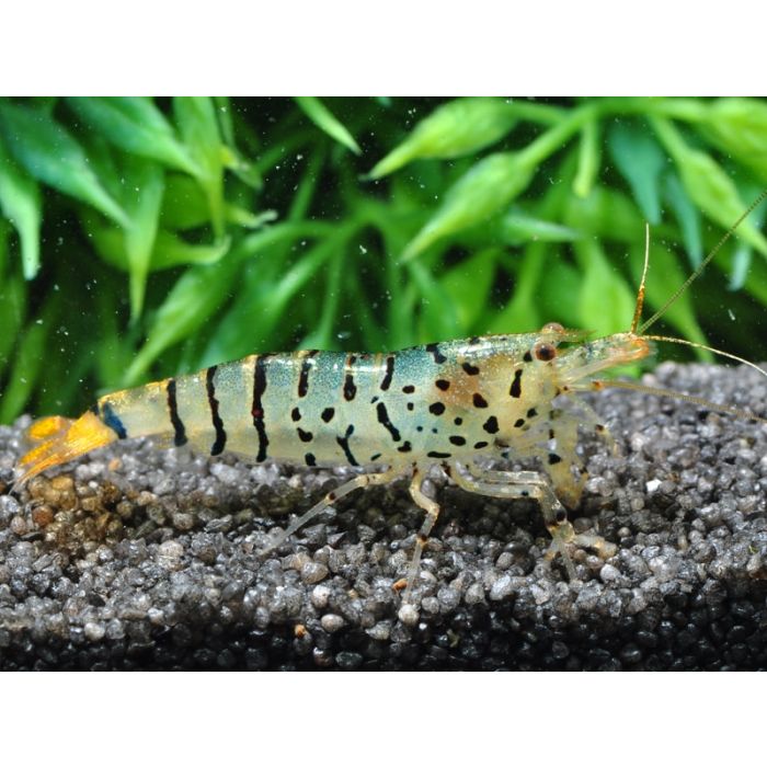 Caridina Mariae (ex.Tiger) Galaxy - 3 esemplari