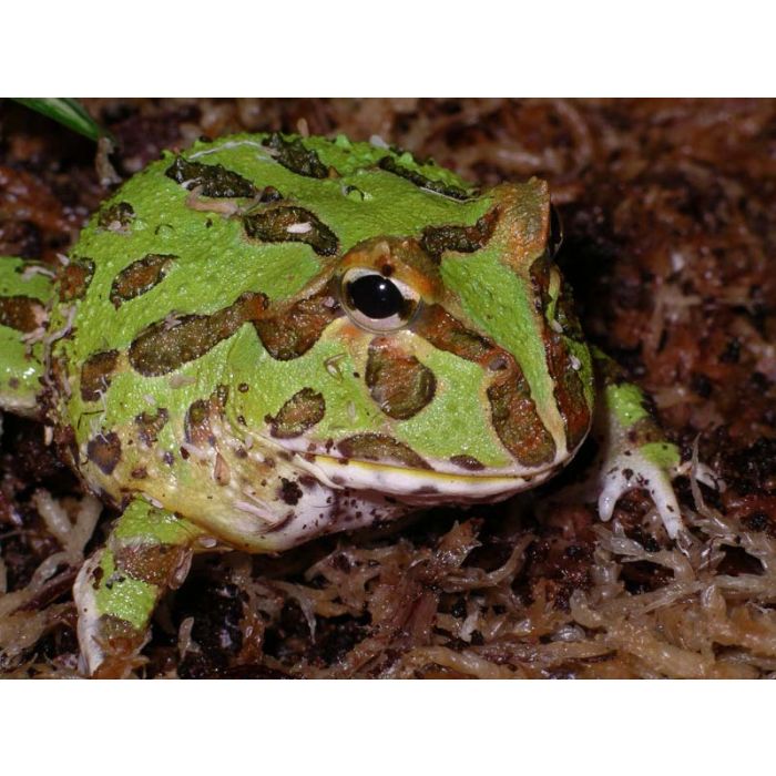 Ceratophrys Cranwelli - Rana pacman