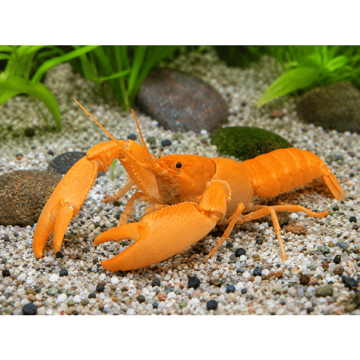 Cherax Holthuisi Sp. Fire Red