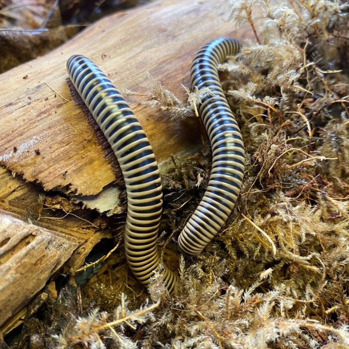 Chicobolus spinigerus
