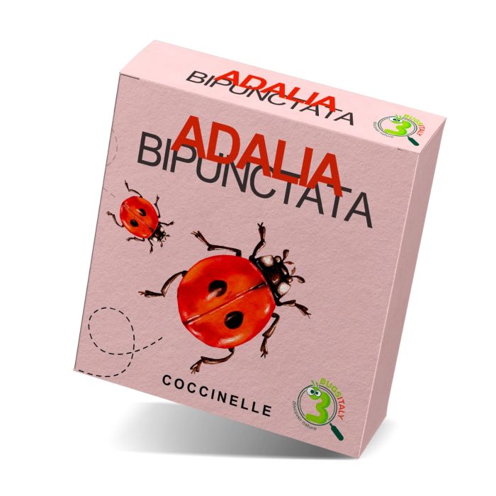 Coccinelle - Adalia bipunctata