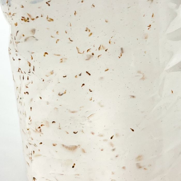 Copepodi vivi 80 ml - cibo vivo per pesci tropicali e marini