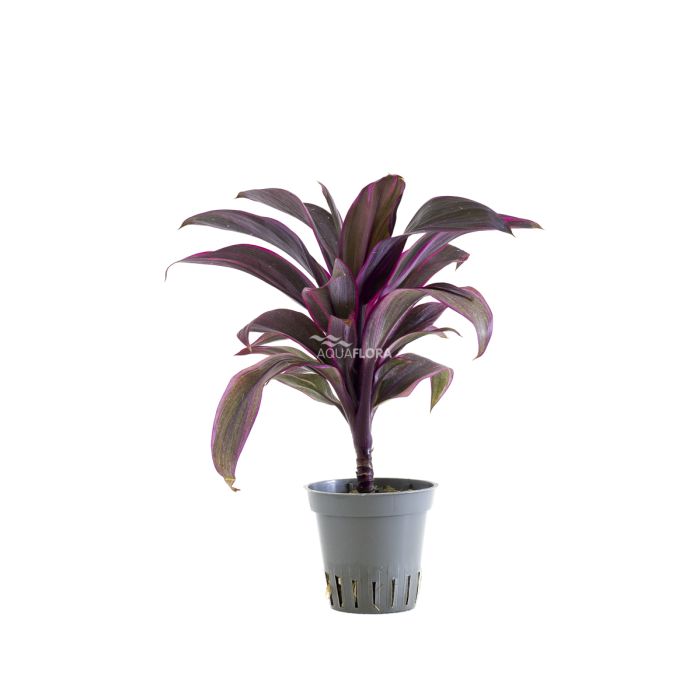 Cordyline 'Red Edge'