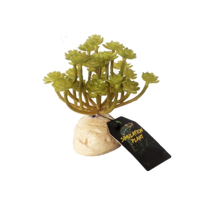 Dr.Raptor - Crassula Bush