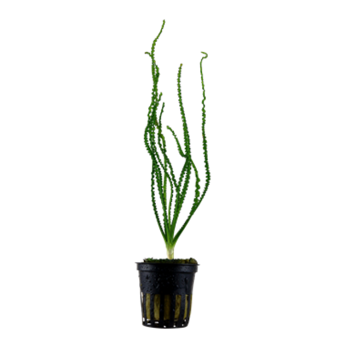 Crinum calamistratum - Tropica