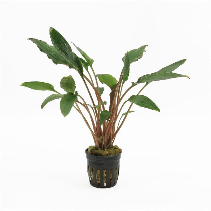 Cryptocoryne wendtii red