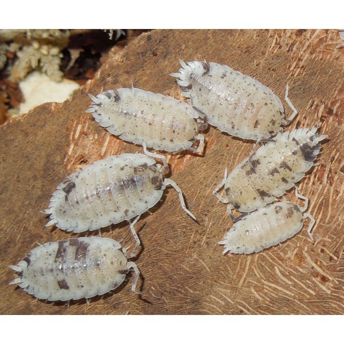 Porcellio scaber dalmatian - 10 pezzi