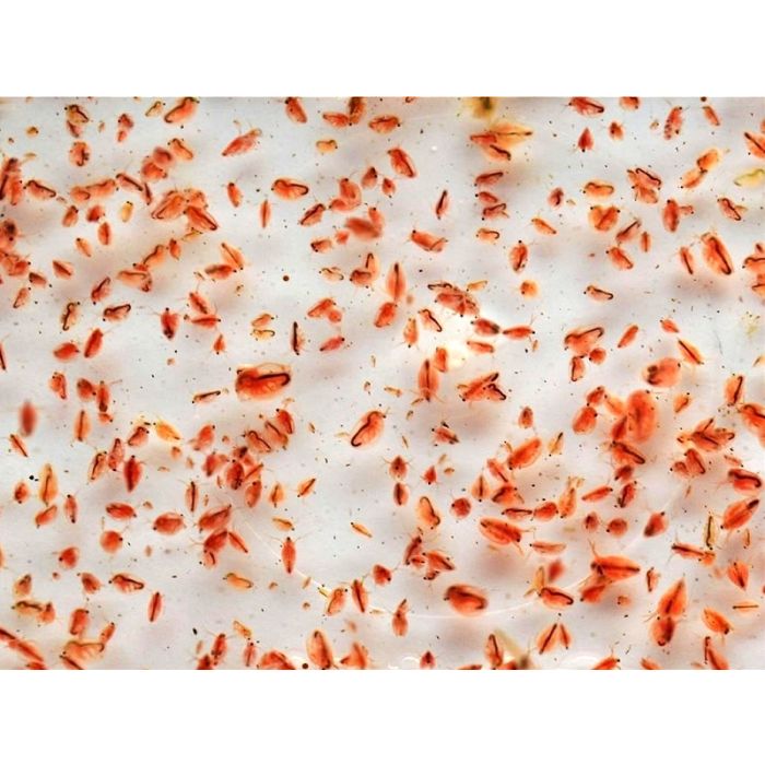 Daphnia viva 80 ml - cibo vivo per pesci tropicali e marini