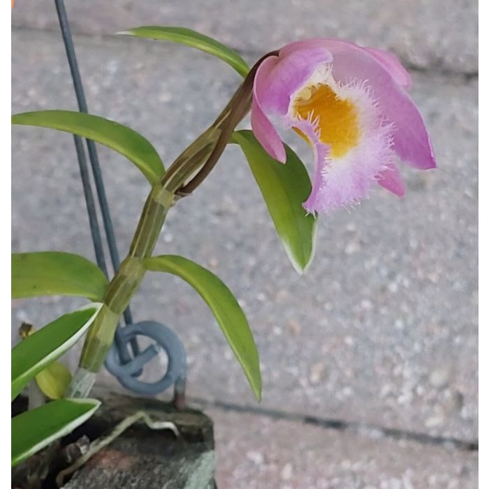 Dendrobium loddigesii