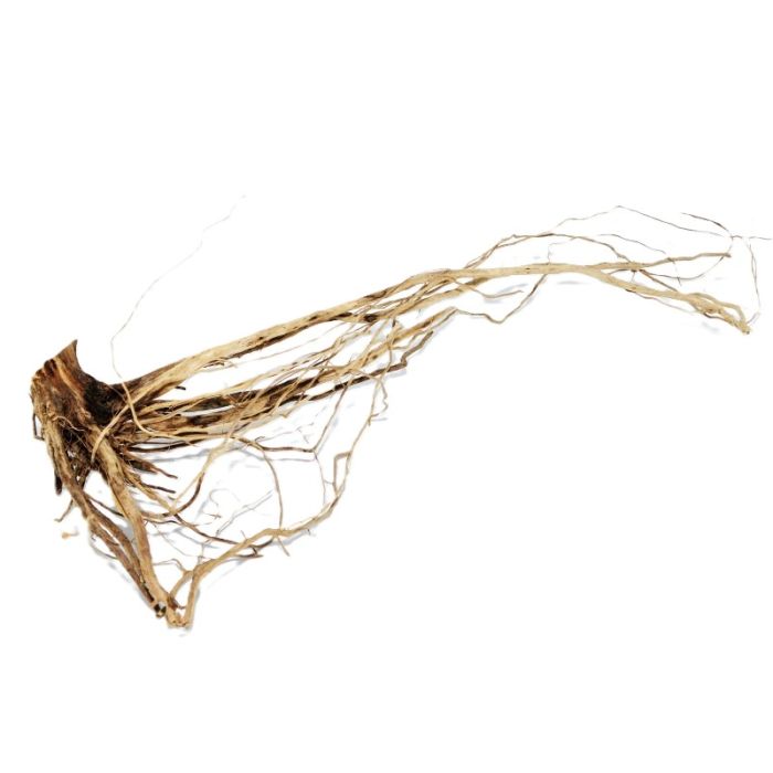Desert Root - Radici decorative per terrari aridi