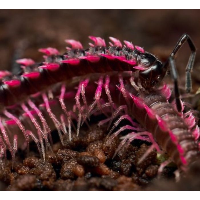 Desmoxytes planata