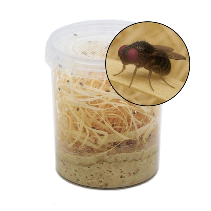 Colonie da 1/2 Litro Drosophila Hydei