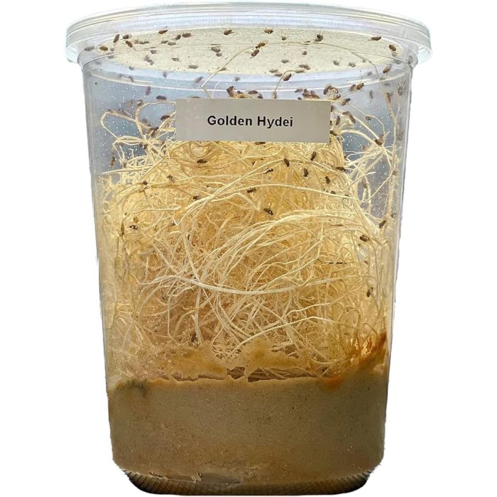Drosophila Hydei varietà "Golden"