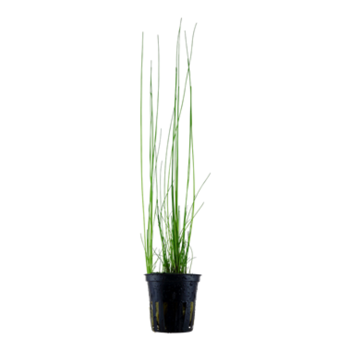 Eleocharis montevidensis - Tropica
